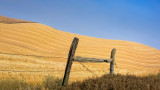 Fence Wheat Field Contours