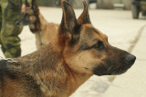 Security Guard Dog